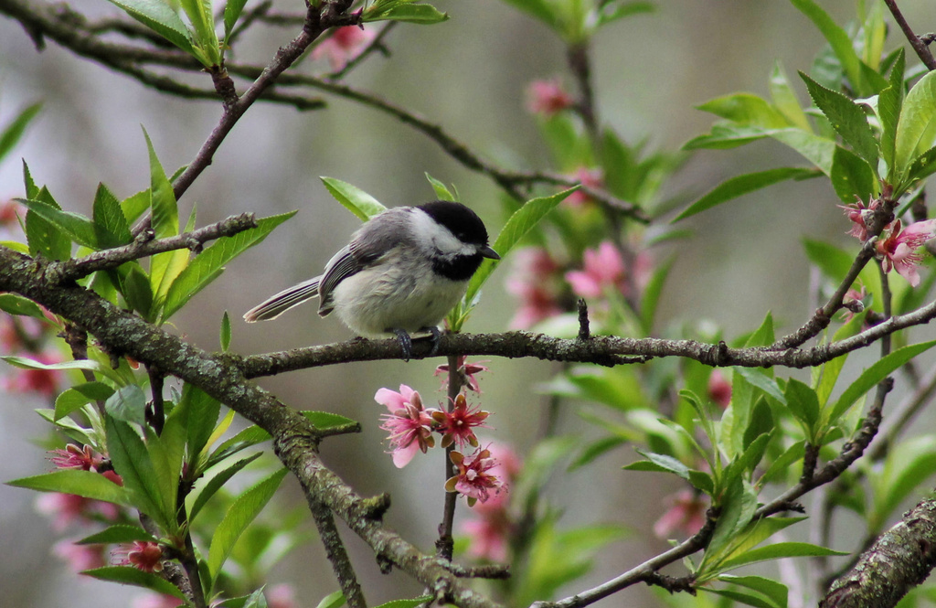 Peach blossom picnic by cjwhite