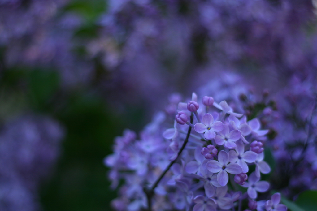Lilacs for My Mom by kerristephens
