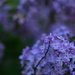 Lilacs for My Mom by kerristephens