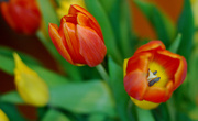 14th Apr 2013 - Tulips