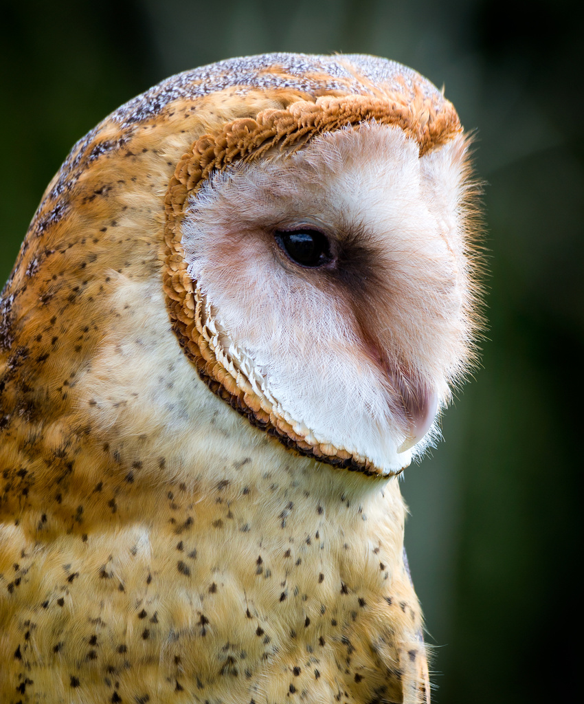 Barn owl by abirkill
