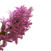 Pink Hyacinth by taffy