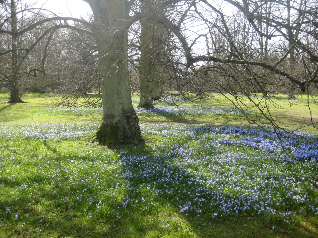 A carpet of blue but the trees are still bare. by foxes37