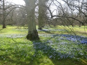 15th Apr 2013 - A carpet of blue but the trees are still bare.