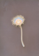 15th Apr 2013 - lumen dandelion