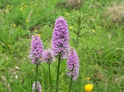 9th Mar 2013 - Common Spotted Orchid