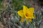 15th Apr 2013 - Daffodil 