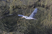 15th Apr 2013 - Heron helping with nest building