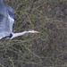 Heron on a mission by padlock