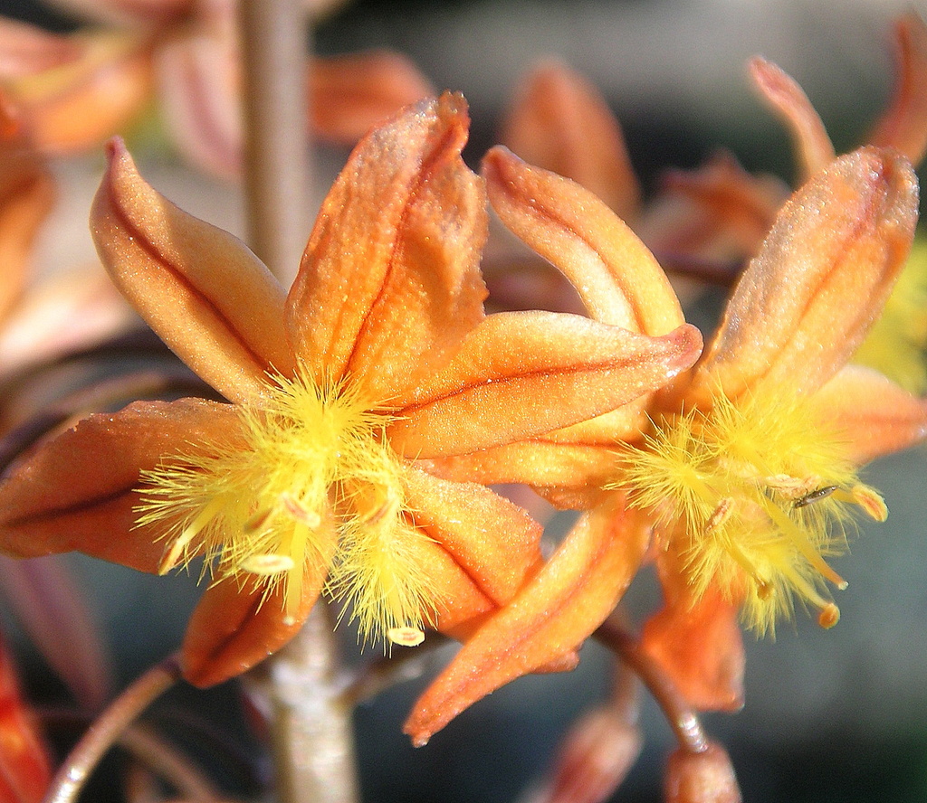 Petals, Seeds and Fluff by pasadenarose