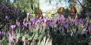 8th Apr 2013 - Lavender Serenity