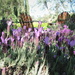 Lavender Serenity by pasadenarose