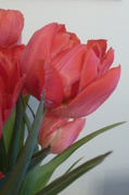 15th Apr 2013 - More tulips