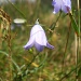    Harebells. by snowy