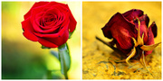 16th Apr 2013 - The Life of a Rose