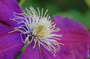 15th Apr 2013 - Clematis Center
