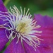 Clematis Center by lynne5477