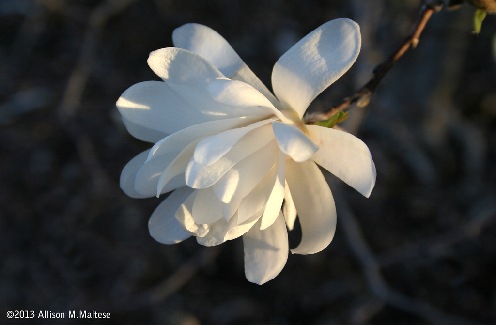 Star Magnolia, early evening by falcon11