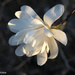 Star Magnolia, early evening by falcon11