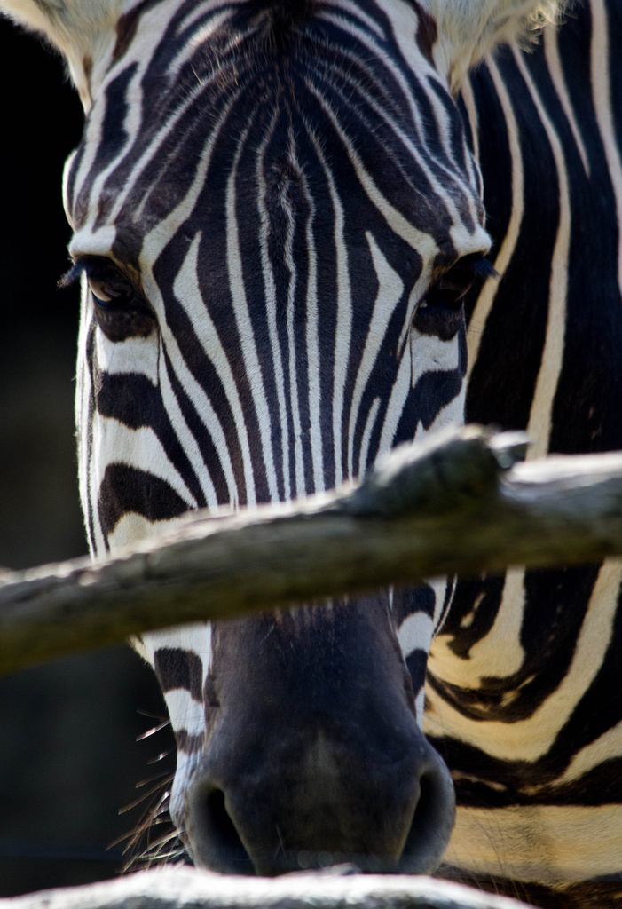 Zebra by goosemanning