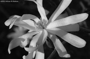 15th Apr 2013 - Star Magnolia #3