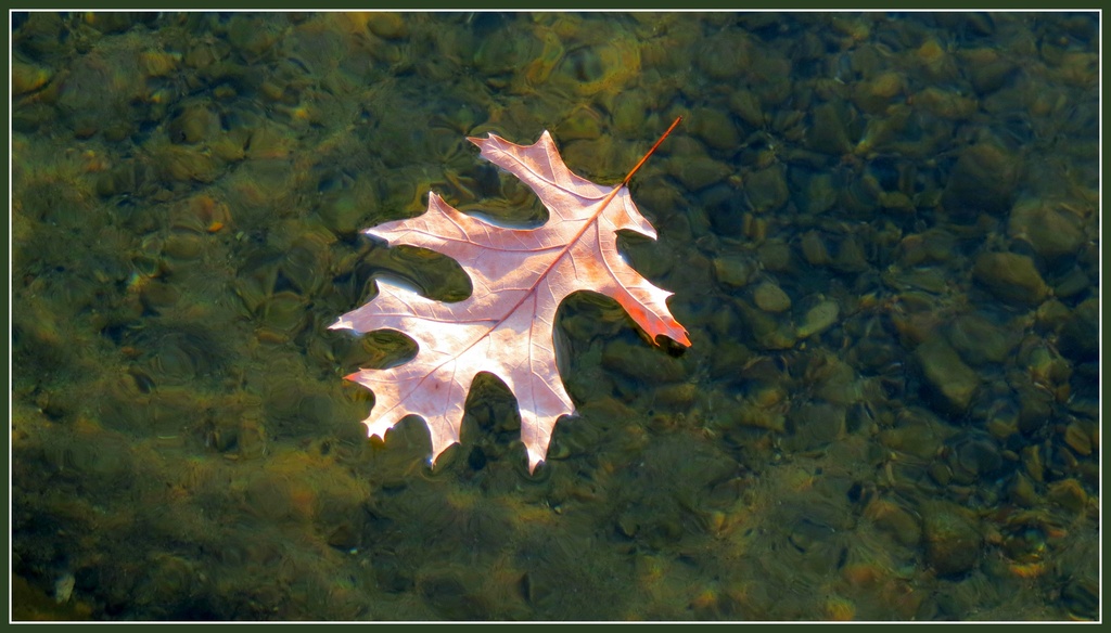 Oak Leaf Floating by juliedduncan