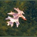 Oak Leaf Floating by juliedduncan