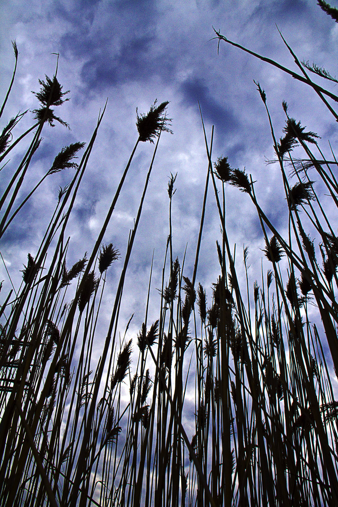 Wild Grasses by pdulis