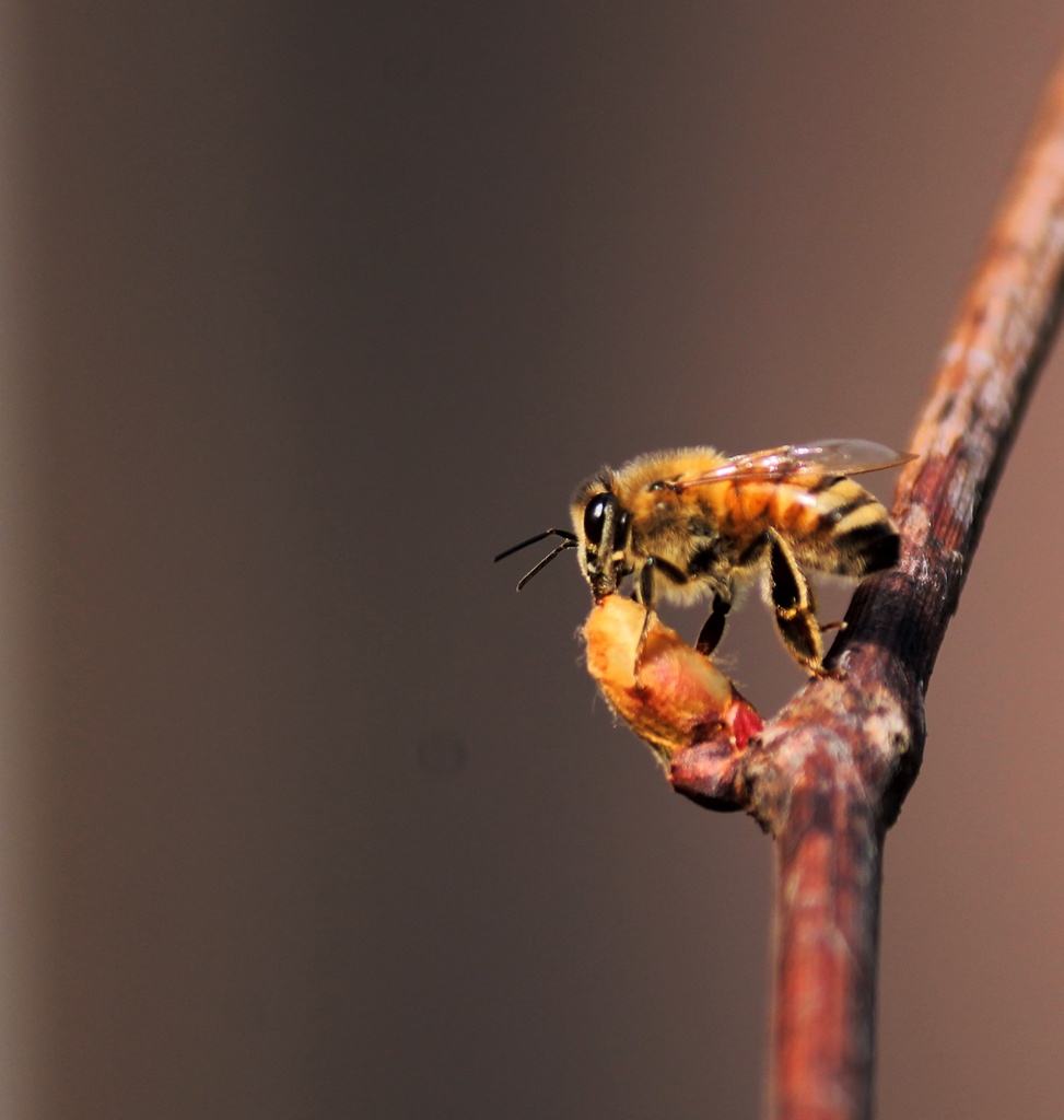 Bee on grape vine by jankoos
