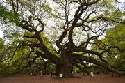 14th Apr 2013 - Angel Oak, Johns Island, SC