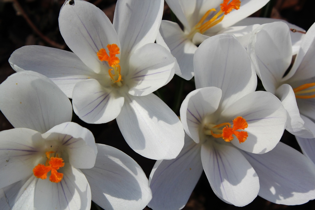 FlowerFaces by edorreandresen