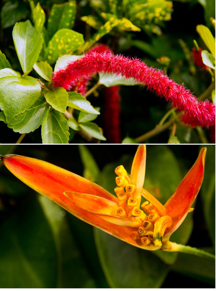 Flowers in Port Douglas Australia by hjbenson