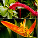 Flowers in Port Douglas Australia by hjbenson