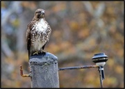 15th Apr 2013 - Just Another Hawk on Post