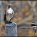 Just Another Hawk on Post by aikiuser