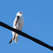 Black-shouldered Kite by bella_ss
