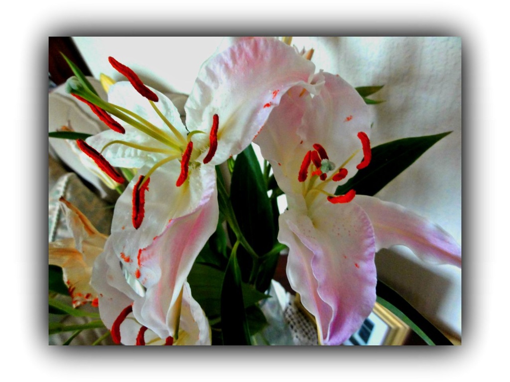 Lilies   by beryl