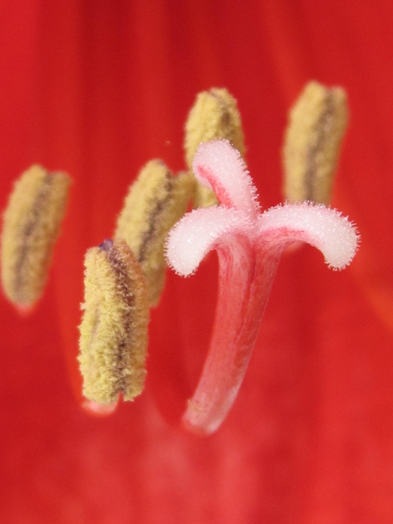 amaryllis in bloom - Spring - April words by mariadarby