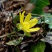 Yellow flower by mattjcuk
