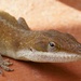 Backyard Gecko by lynne5477