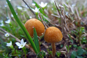 16th Apr 2013 - tiny mushrooms