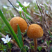 tiny mushrooms by milaniet