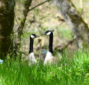 16th Apr 2013 - What are these geese discussing?