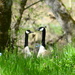 What are these geese discussing? by kathyladley