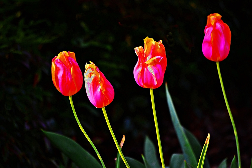 Four Tulips by soboy5