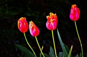 17th Apr 2013 - Four Tulips