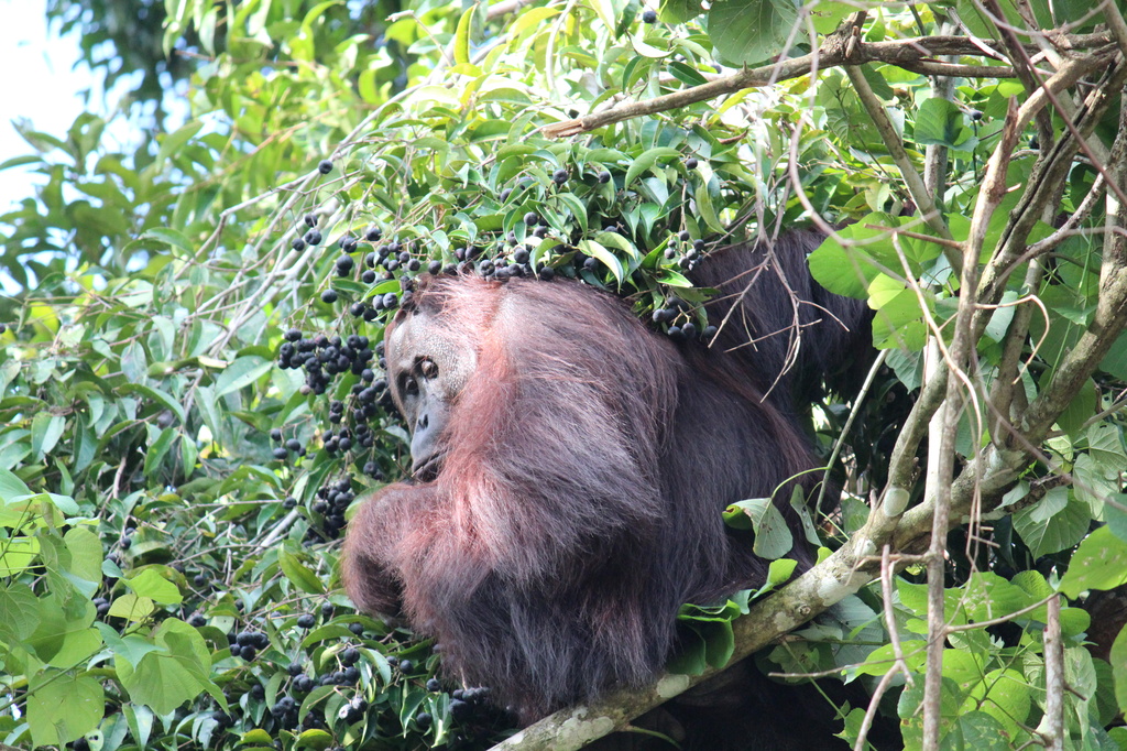 Orangutan by rachel70