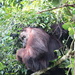 Orangutan by rachel70