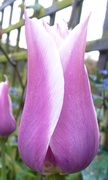 16th Apr 2011 - Mauve