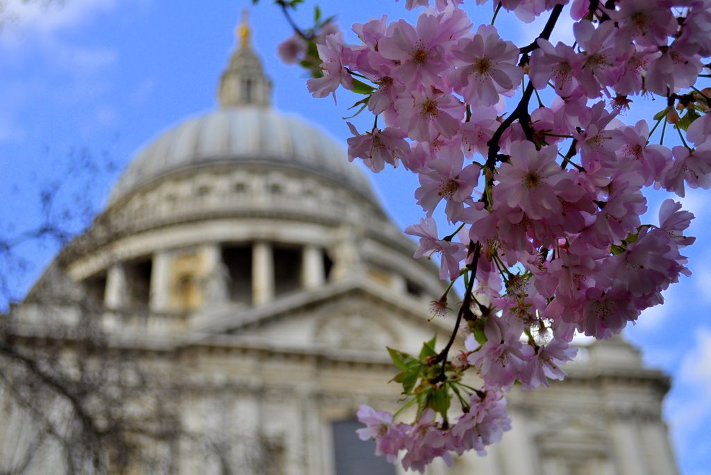 Blossom at St Paul's by andycoleborn